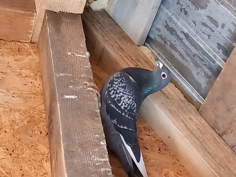  - Porumbeii de matcă