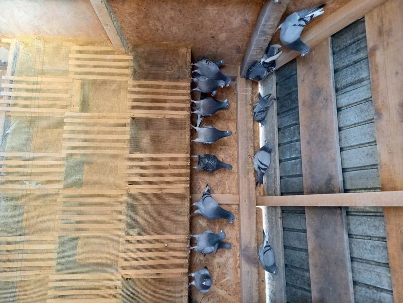  - Porumbeii de matcă