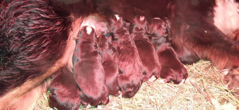  - 2-ciobanesc de berna de vanzare 2021