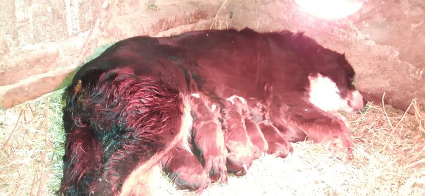  - 2-ciobanesc de berna de vanzare 2021