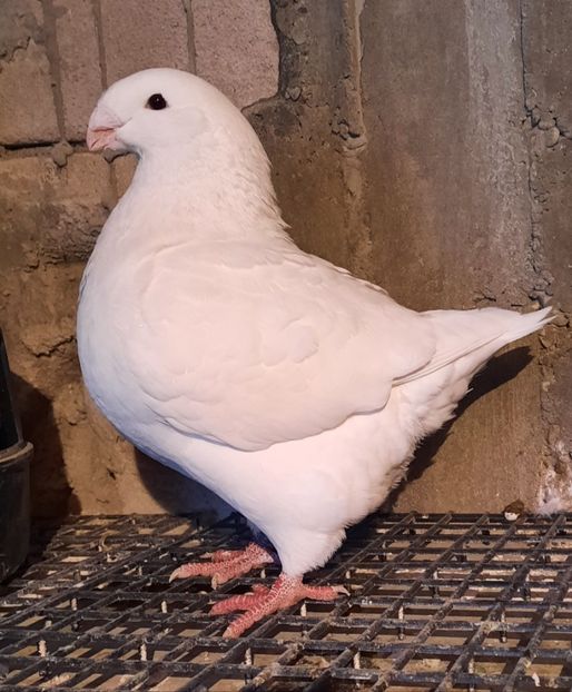 Mascul 2020 - AAAAA Matcă 2021