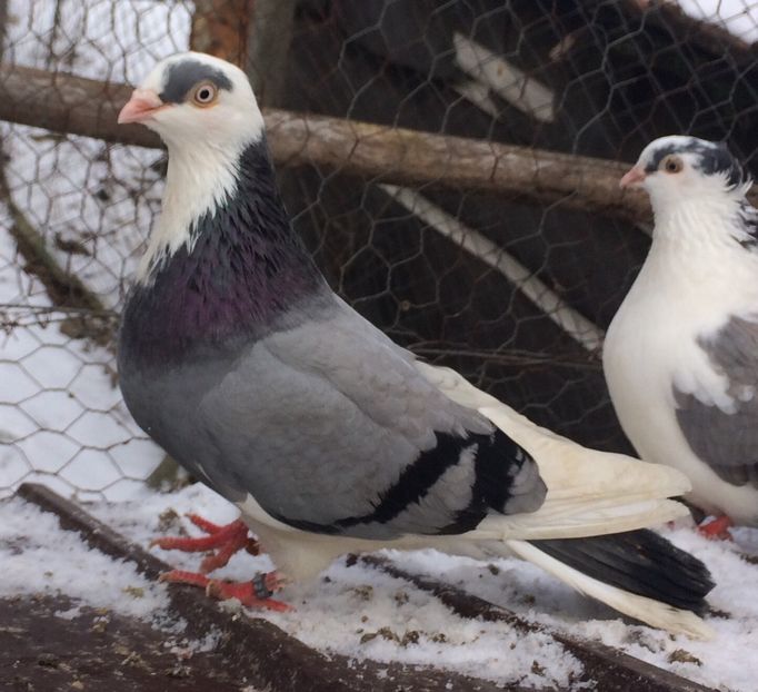 F-2020 - Femele 2021