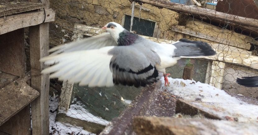 64E31CD8-5166-4601-A429-5CDF1D70CA66 - De prin volieră