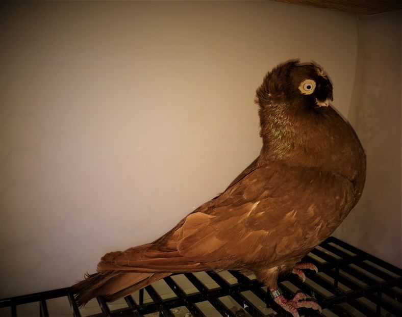 136  mascul  2008 - A - perechi 2022