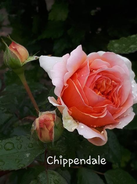 Chippendale - 0 ALBUM 2021