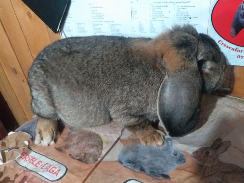  - Marele berbec german 2020-2021