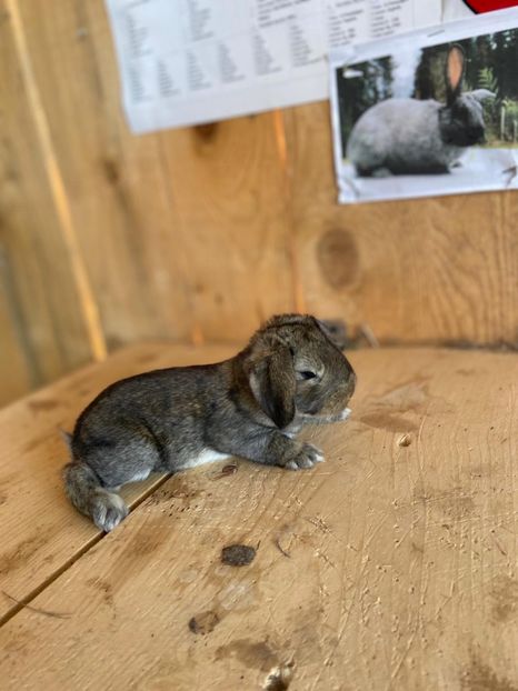 IMG-20200802-WA0019 - Marele berbec german 2020-2021