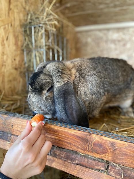 IMG-20200608-WA0038 - Marele berbec german 2020-2021