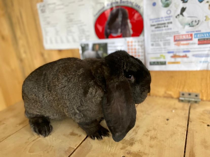 IMG-20200621-WA0038 - Marele berbec german 2020-2021