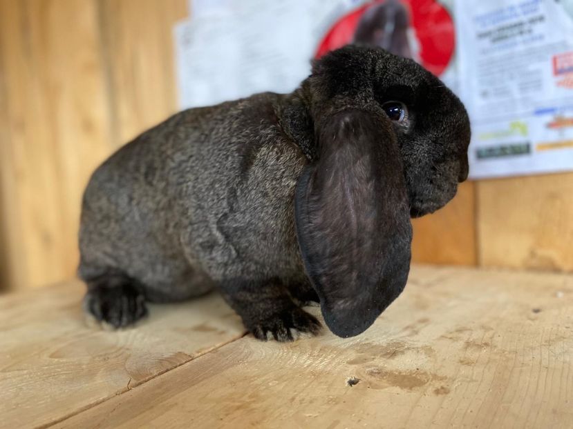 IMG-20200621-WA0042 - Marele berbec german 2020-2021