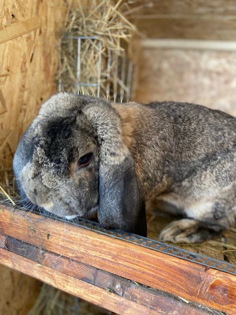 IMG-20200608-WA0018 - Marele berbec german 2020-2021