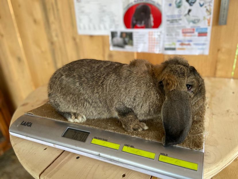 IMG-20200531-WA0014 - Marele berbec german 2020-2021