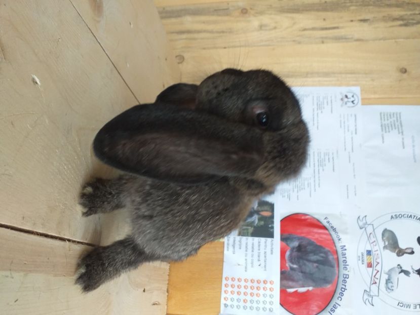  - Marele berbec german 2020-2021