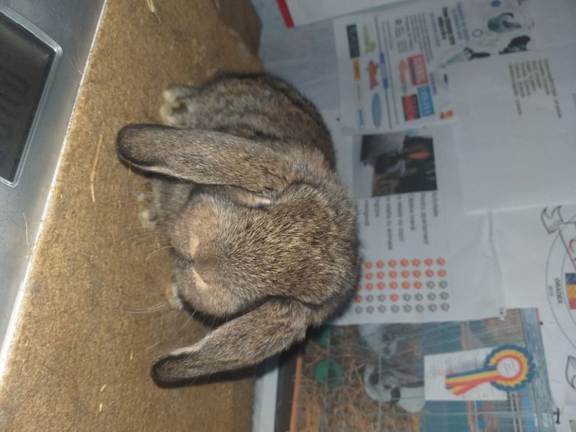  - Marele berbec german 2020-2021