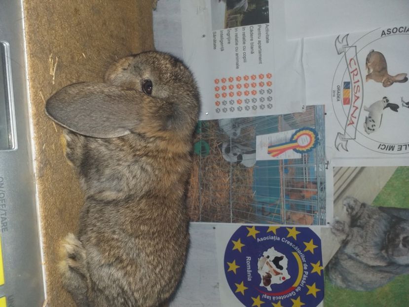  - Marele berbec german 2020-2021