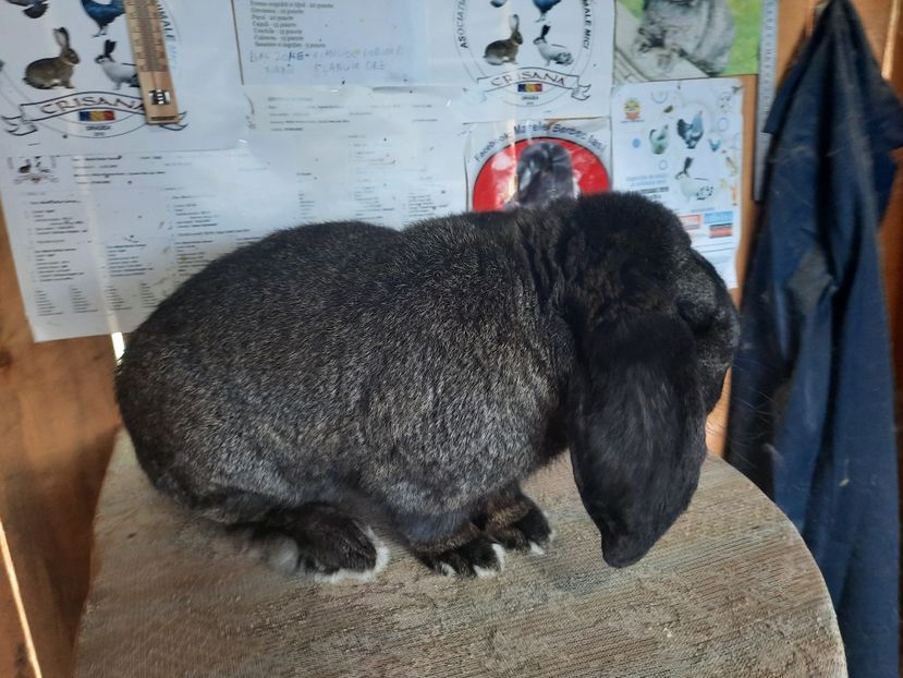  - Marele berbec german 2020-2021