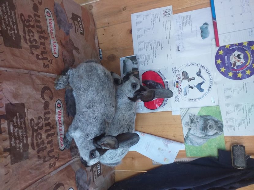  - Argintiu de Champagne 2020-2021