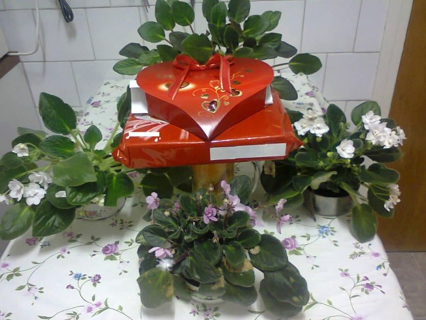 841096_4650732754734_652593738_o - 2021 FLORILE IUBIRII februarie