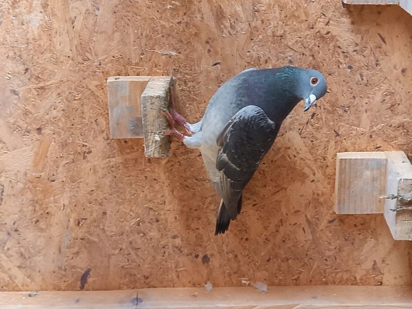 Wanroy - Porumbeii de matcă