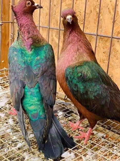  - NU IMI APARTIN ALBUM NR 2