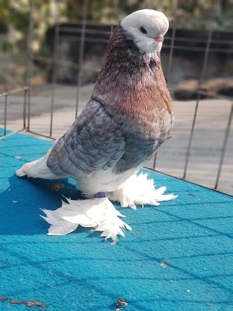  - NU IMI APARTIN ALBUM NR 2