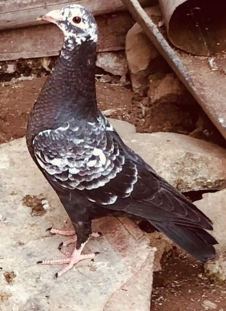  - NU IMI APARTIN ALBUM NR 2