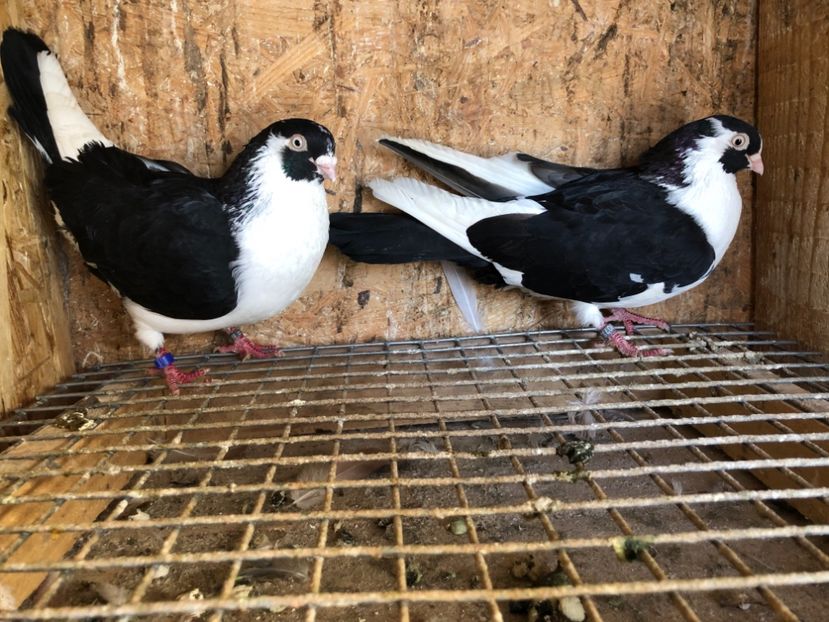 10 - 4-Perechi lot zbor 2021