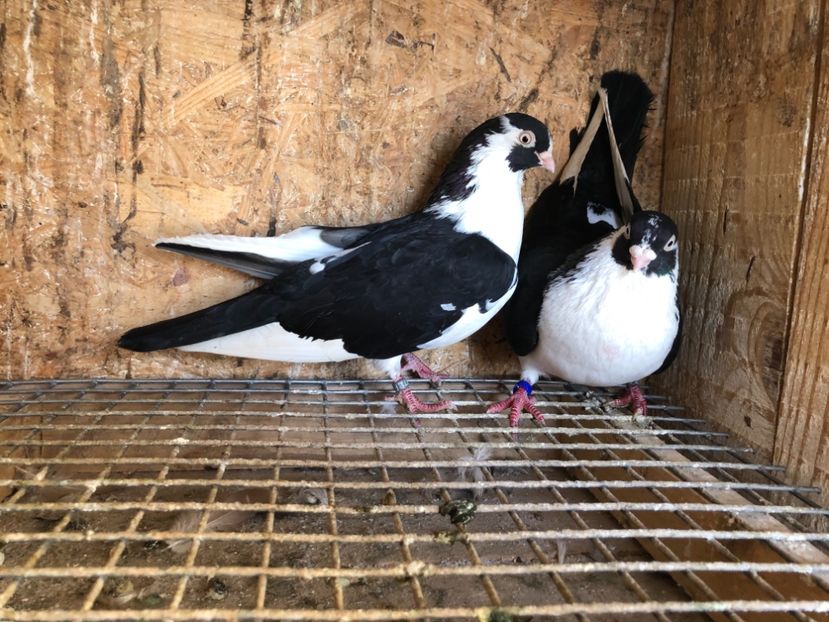  - 4-Perechi lot zbor 2021