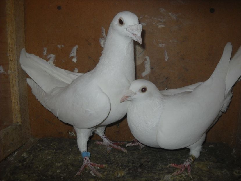 20 - PORUMBEI VANDUTI 2