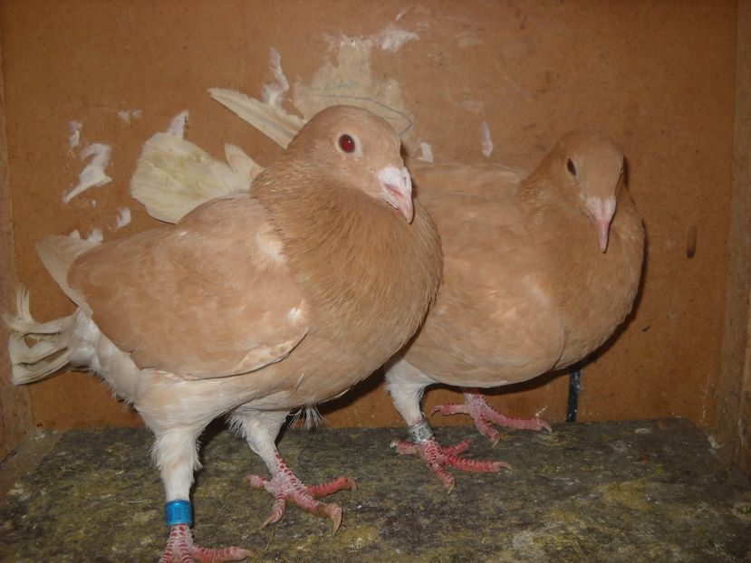  - PORUMBEI VANDUTI 2