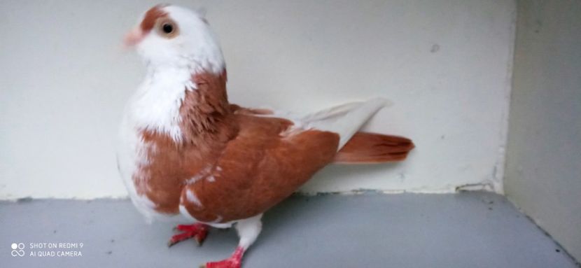  - jucatori de galati pe galben