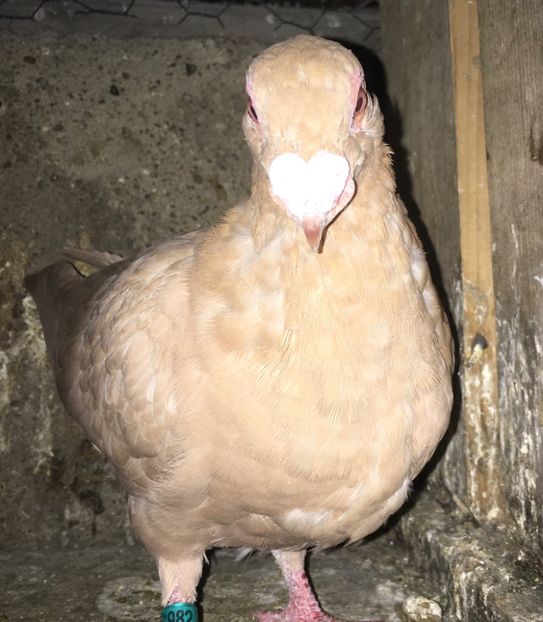  - Pui și tineret