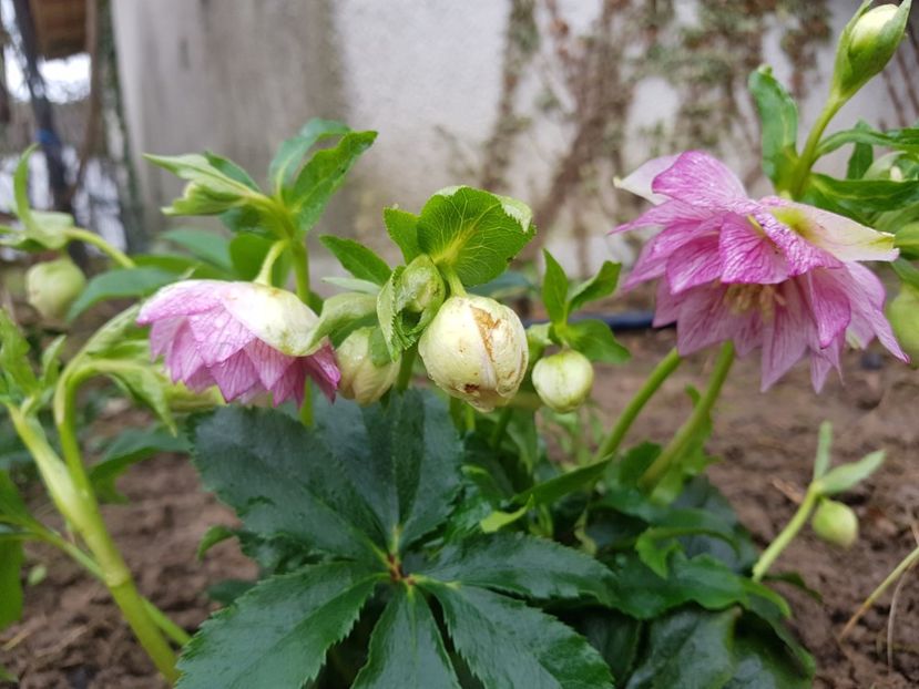  - 2020 Helleborus