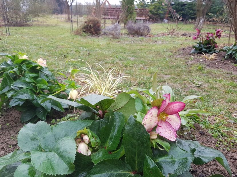  - 2020 Helleborus