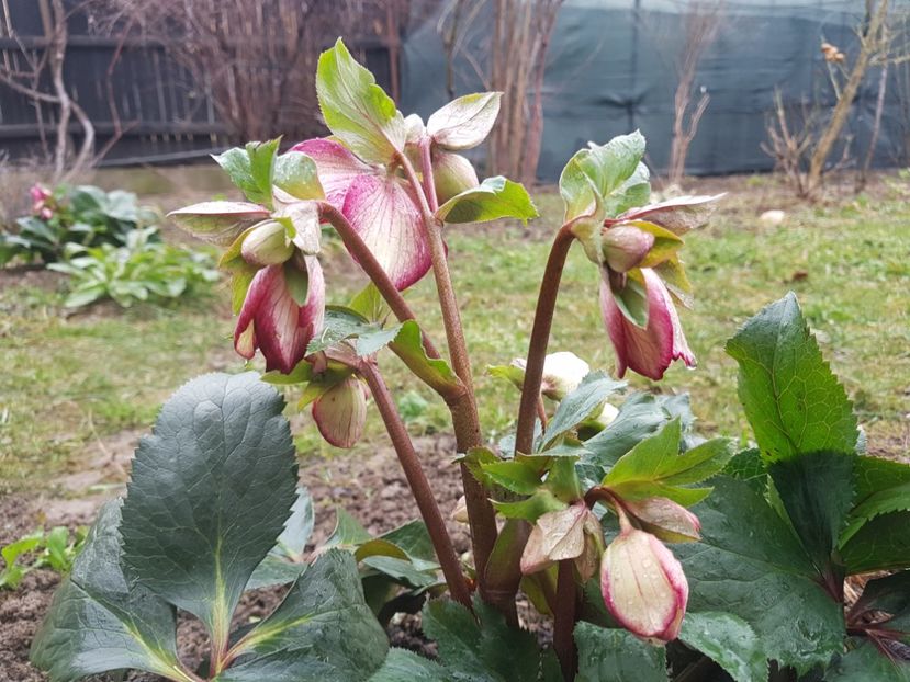  - 2020 Helleborus