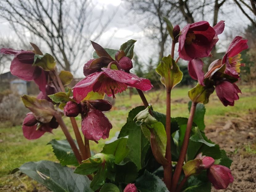 - 2020 Helleborus