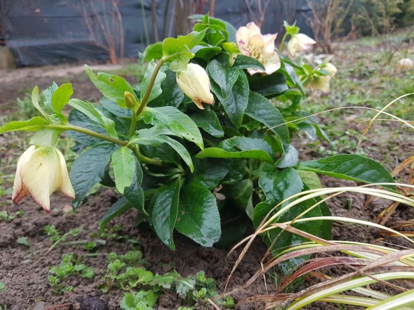  - 2020 Helleborus