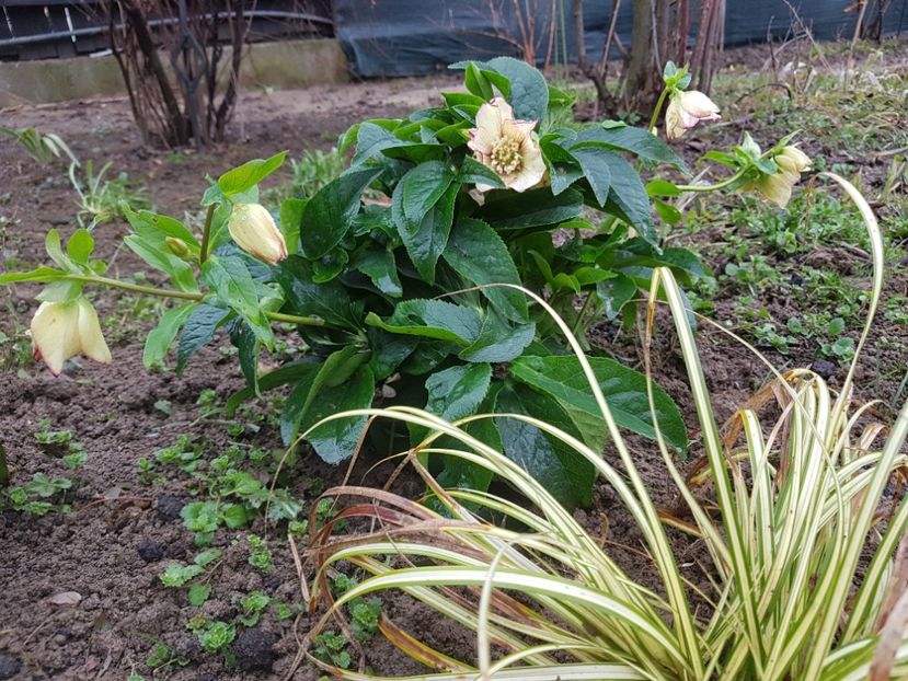  - 2020 Helleborus