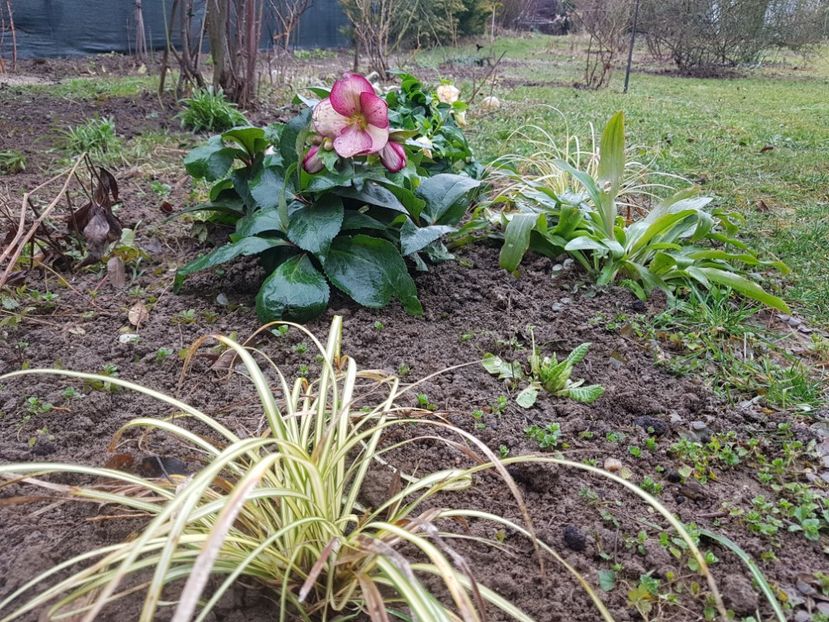  - 2020 Helleborus