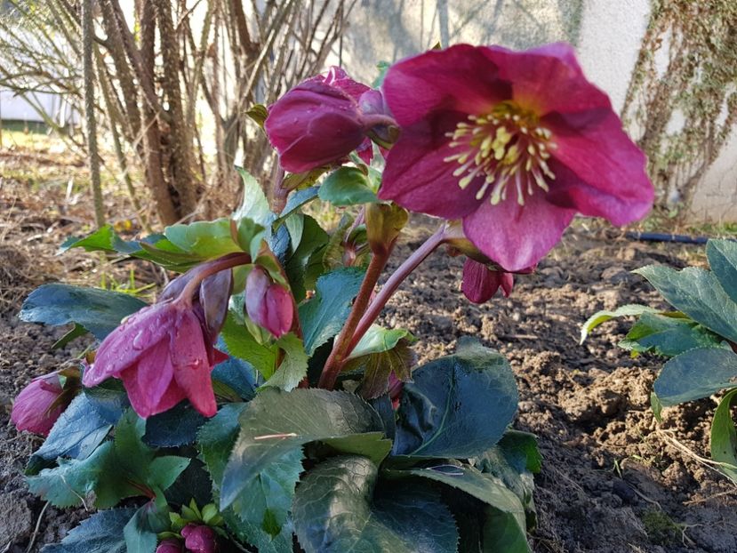 Ice N Roses Red - 2020 Helleborus