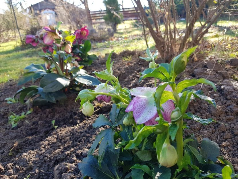 Spring Lilly - 2020 Helleborus