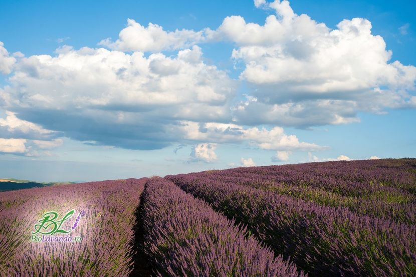  - Cultura Biolavanda 2020