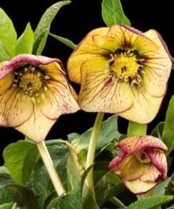 heleborus Anja_Oudolf, clematite.ro - Achizitii perene