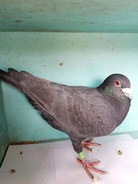  - NU IMI APARTIN ALBUM NR 2