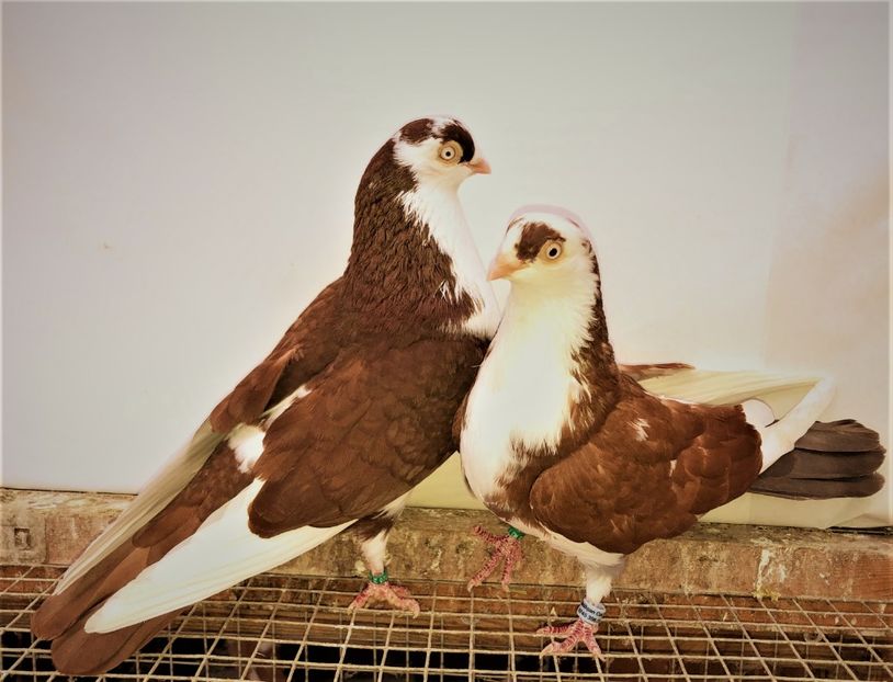 perechea  53 - B - perechi 2021