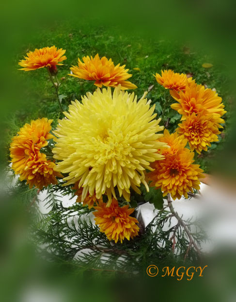 © - 01 - Floristica