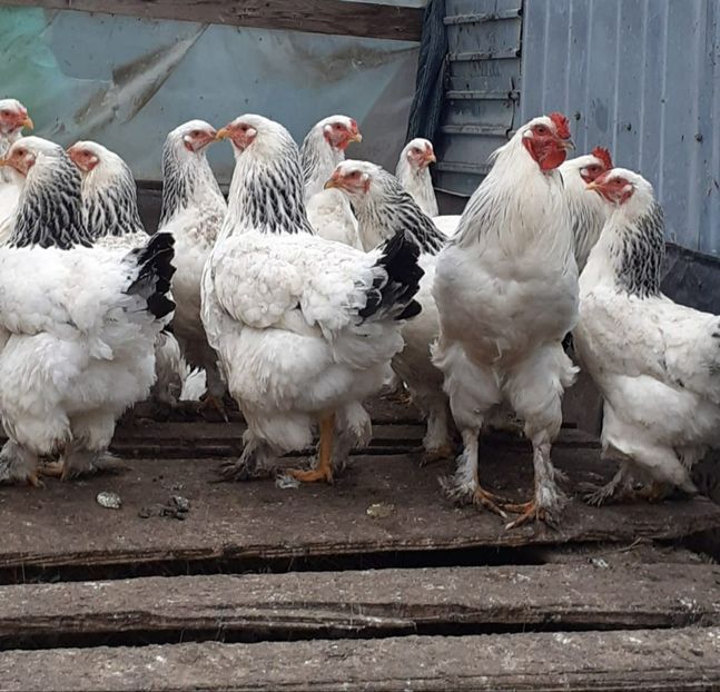 image - Achiziții Romania 2021