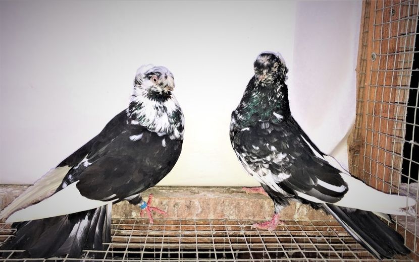 perechea  4 - A - perechi 2021