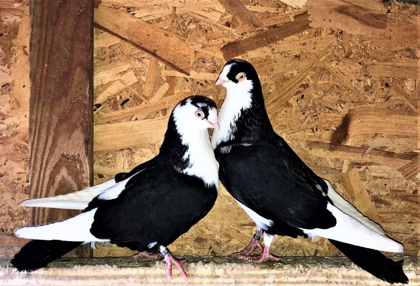 perechea  31 - B - perechi 2021