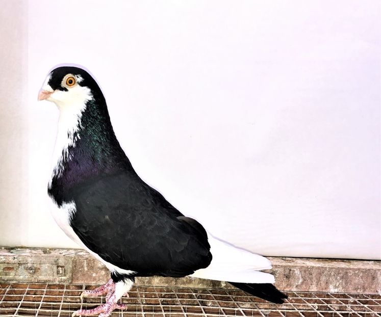 8791  mascul  2018 - Plecați ALBUM 3